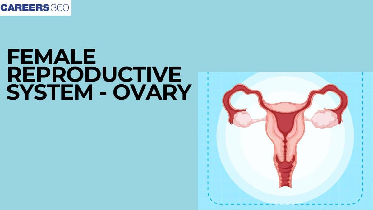 Female Reproductive System - Ovary: Structure, Function